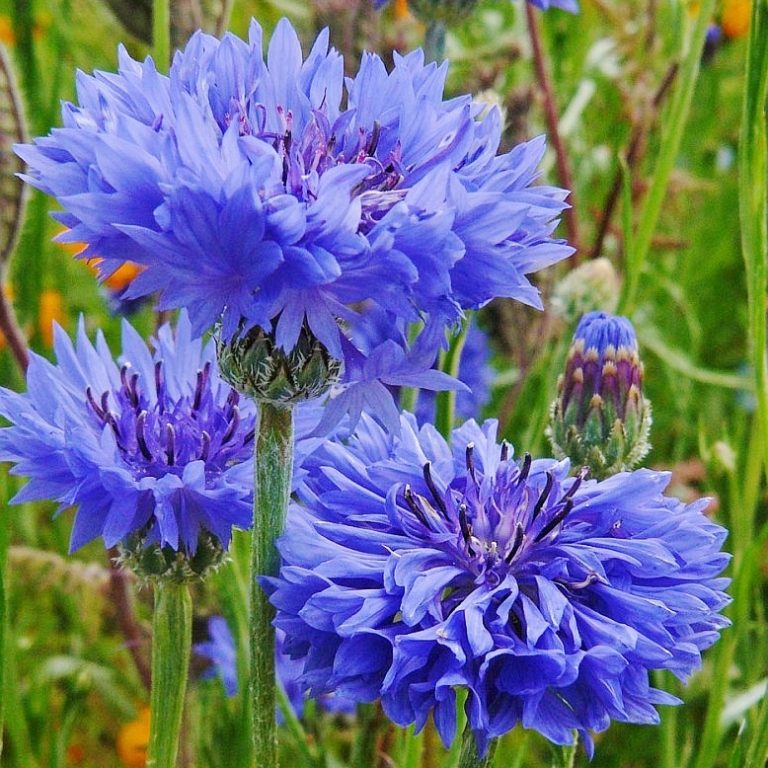 Beauty Benefits of Cornflower